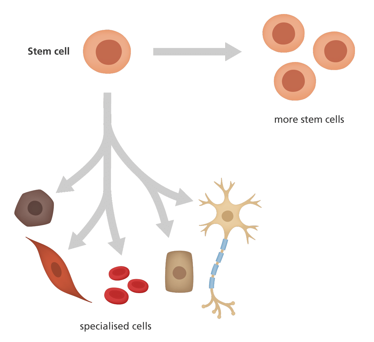 stem_cell_division